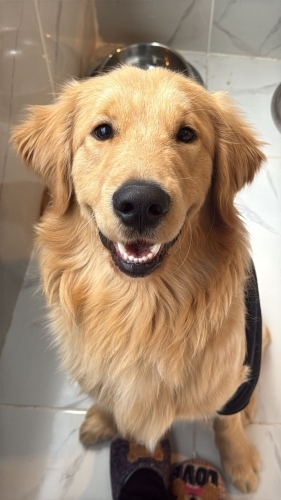 Leo 1.5 yaşında kısır erkek fotoğraf