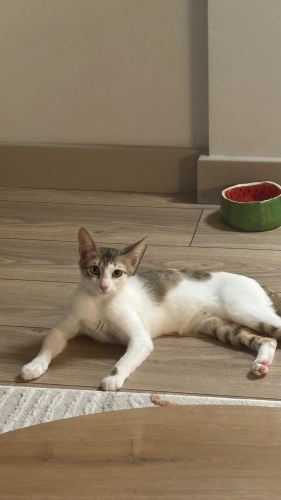 Sevgi delisi 7 aylık minik kız fotoğraf