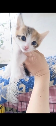Kardeşleri yuvalandı tek kaldı fotoğraf