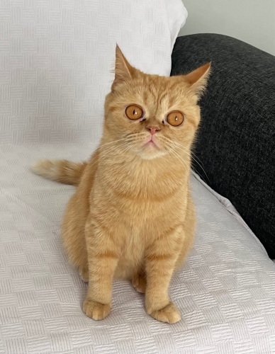 Daisy e yuva arıyoruz fotoğraf