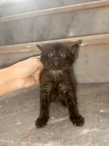 Asil duruşuyla yeni yuvasını arıyor fotoğraf