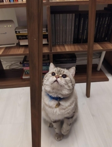 British shorthair ücretsizz fotoğraf