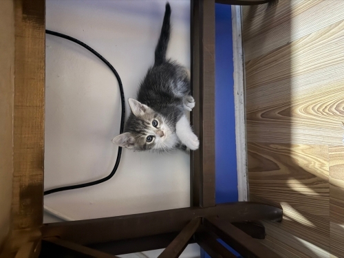 Ücretsiz sahiplendirilecek 3 yavru kedi fotoğraf