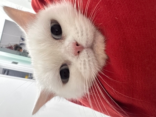 Ömürlük yuvasını arıyoruz fotoğraf