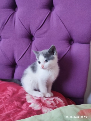Sokakta acı acı miyavliyordu fotoğraf