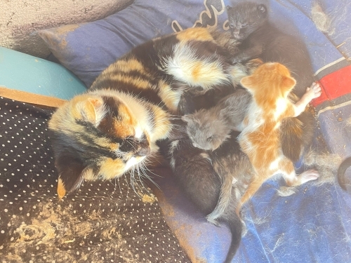 3 haftalık bebekler sütten kesilince sahiplendirilecek fotoğraf