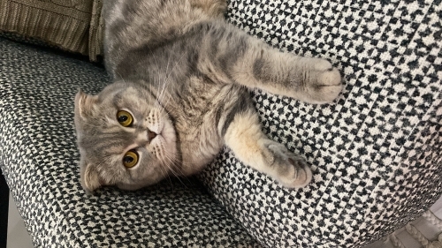 🐾 ACİL YUVA ARANIYOR – PERA 🐾 fotoğraf