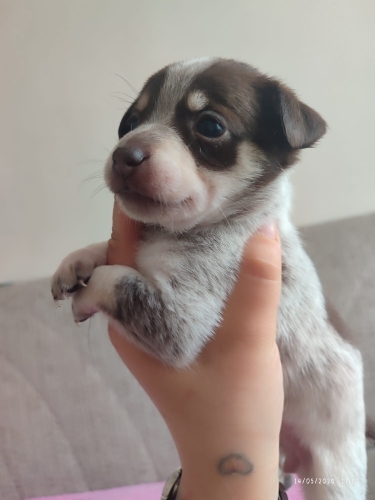 Pinscher terrier melezi güzellikler fotoğraf