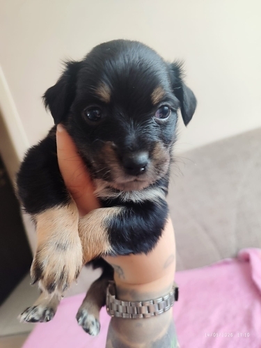 Pinscher terrier melezi bebeklerimize yuva fotoğraf