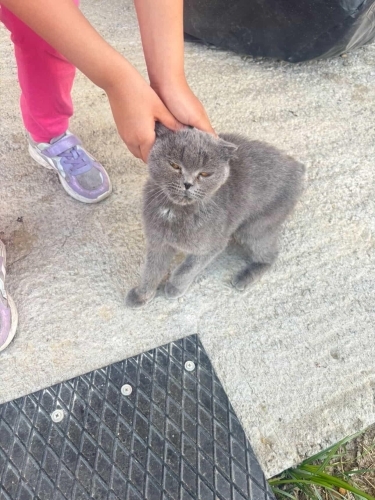 Sokakta kalmış Kedo fotoğraf