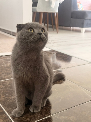 Sahibi tarafından istenmiyor fotoğraf