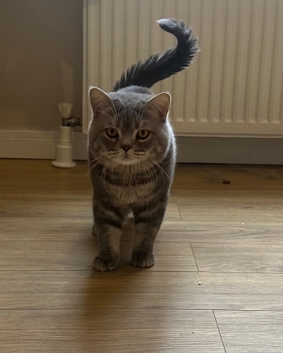Sakin uysal erkek British shorthair fotoğraf