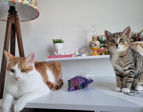 Yuvam Olur Musun fotoğraf
