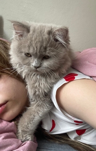 6 aylık erkek british longhair fotoğraf