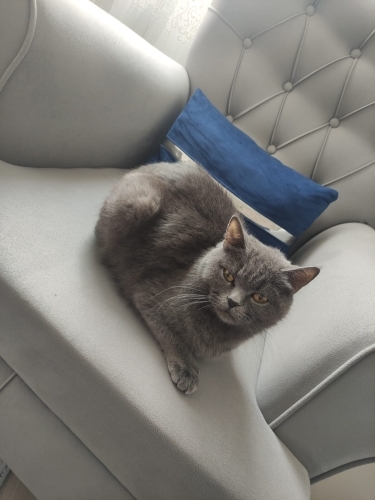 Kedimiz Minoşa Ömürlük Bir Yuva Arıyoruz fotoğraf