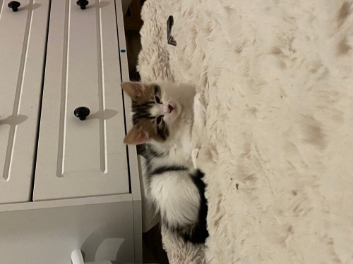 3 aylık yavru kedi geçici evinden fotoğraf