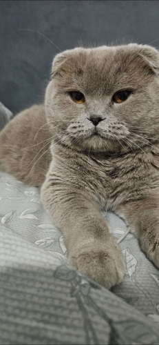 SCOTTİSH FOLD KEDİMİZİ SAĞLIK PROBLEMLERİ NEDENİYLE SAHİPLENDİRMEK İSTİYORUZ fotoğraf