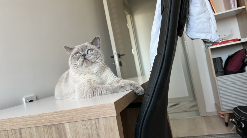 Poloya yeni yuva arıyoruz fotoğraf