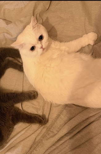 Pamuğa güzel bir yuvaa fotoğraf