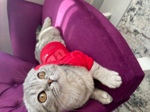 Muzırıma sıcak bi yuva arıyoruz fotoğraf