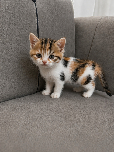Vivi evini ariyor fotoğraf