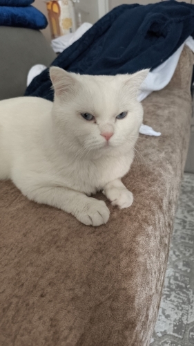 Yeni yuvamizi arıyoruz fotoğraf