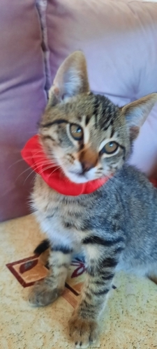 Tahinli Susamlı Simit fotoğraf