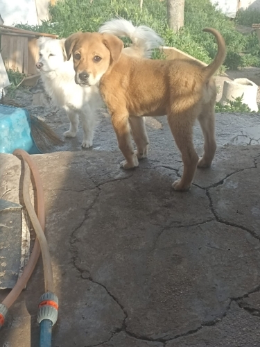 Minik Ares oğlan.. fotoğraf