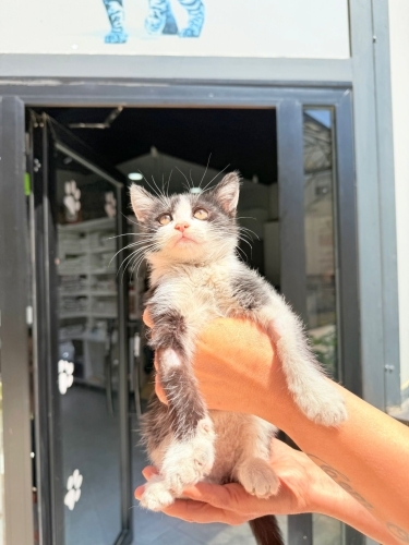 Luna bebek iç dış parazitleri yapıldı gayet sağlıklı 2 aylık prenses fotoğraf