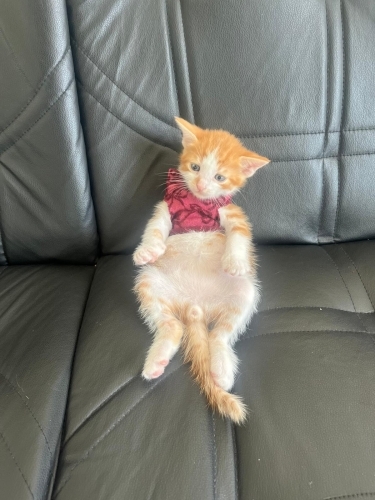 TATLI YAVRULARIMIZA ÖMÜRLÜK YUVA ARIYORUM fotoğraf
