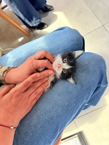 Luna bebek iç dış yapıldı veteriner muyanesi yapıldı fotoğraf
