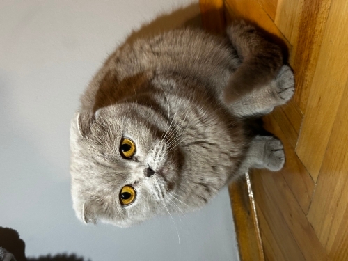 Tüm bakımları yapılmış yeni yuvasını bekliyor fotoğraf