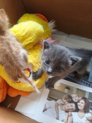Annesi tarafından terk edilen kedi fotoğraf