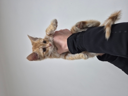 Yavru bir kedi yuva ariyor fotoğraf