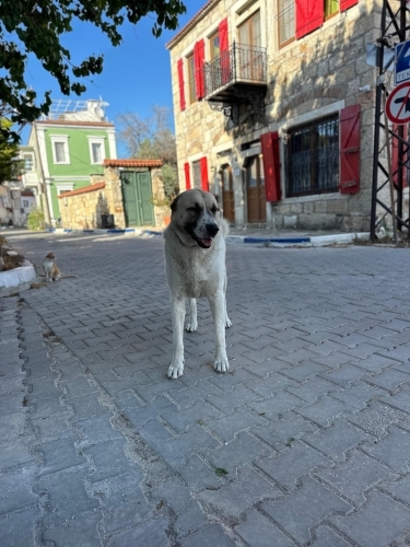 Acil yuva arıyor fotoğraf