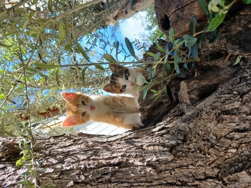 Muhteşem annenin muhteşem yavruları fotoğraf