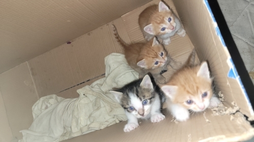 Dört tane erkek yavru 2 aylık cana yakınlar. Anneleri 3 gündür kayıp. fotoğraf