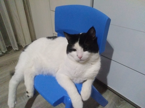 Mırmır oğlumuz yuva arıyor fotoğraf
