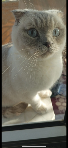 Ücretsiz acil sahiplendirme fotoğraf