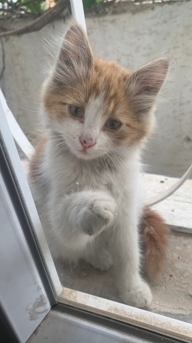 ACİL YUVA ARIYORUZ YAVRU KEDİYE fotoğraf