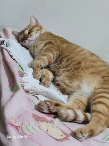 Daisy Yuvasını Arıyor (Acil!) fotoğraf