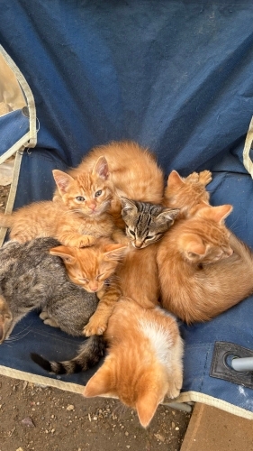 Miniklere ömürlük yuva arıyorum fotoğraf