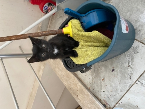 Acil yuva bulunmazsa sokağa gidecekler fotoğraf