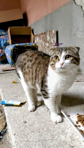 Ücretsiz scottish fold, 7_8 aylık, erkek, kısır fotoğraf