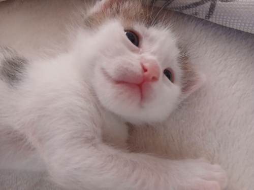 Minik kızımıza sıcak bir yuva arıyoruz 1 Aylık Dişi Kedi fotoğraf