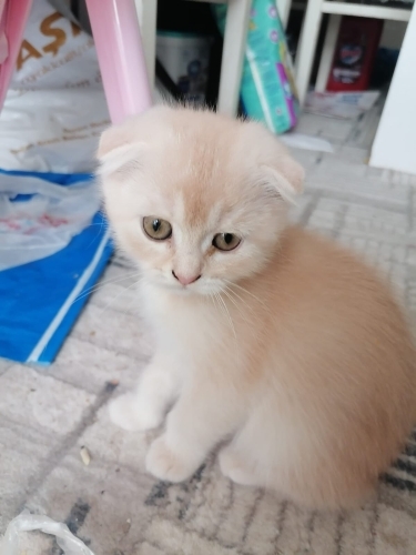 Yuva aranıyor minnoş fotoğraf