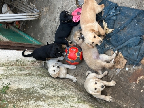 Köyümüzün yavruları fotoğraf