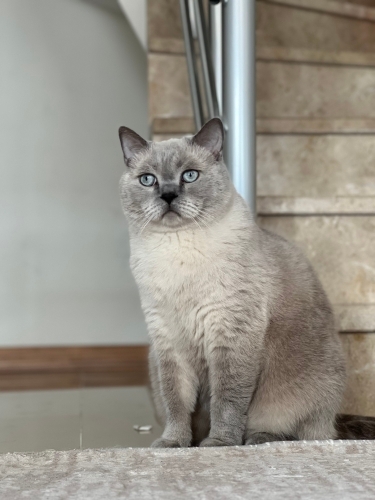 British Blue Point fotoğraf