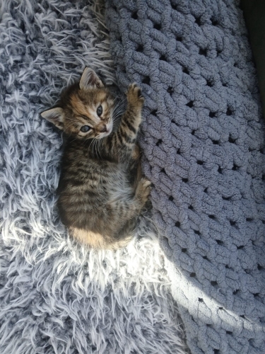 Minik bebeğe yuva fotoğraf
