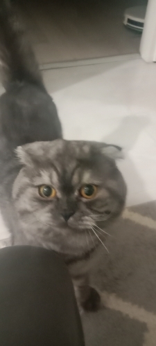 Kedimize yeni bir yuva arıyoruz fotoğraf